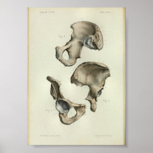 1844 Impressão De Anatomia Vintage Ossos Pelvic