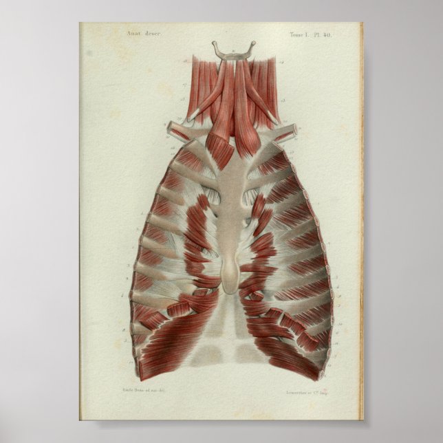 1844 Tórax Impressão de Anatomia Vintage (Frente)