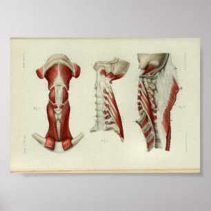 1844 Vintage Anatomy Impressão Muscle Neck