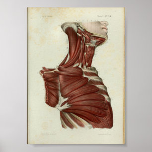 1844 Vintage Anatomy Impressão Muscle Neck