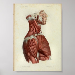 1844 Vintage Anatomy Impressão Muscle Neck