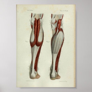 1844 Vintage Anatomy Impressão Muscles