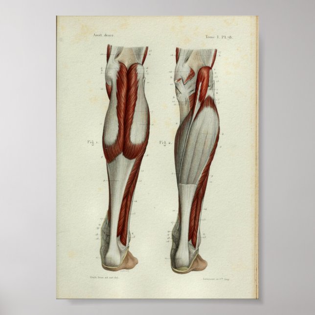 1844 Vintage Anatomy Impressão Muscles (Frente)
