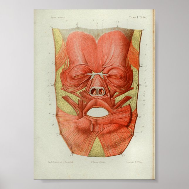 1844 Vintage Anatomy Impressão Muscles Face (Frente)