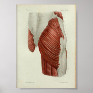 1844 Vintage Anatomy Impressão Muscles Hip