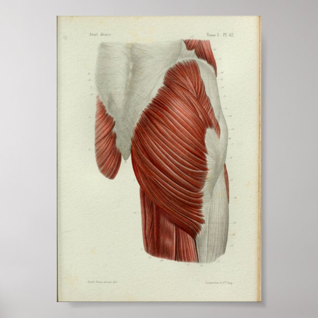 1844 Vintage Anatomy Impressão Muscles Hip (Frente)