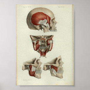 1844 Vintage Anatomy Impressão Muscles Jaw