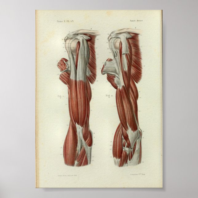 1844 Vintage Anatomy Impressão Muscles Ombro (Frente)