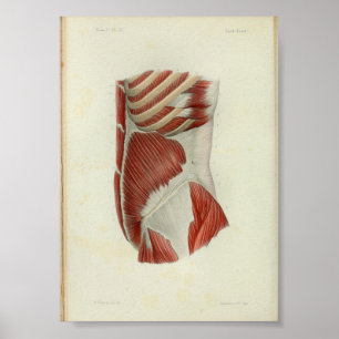 1844 Vintage Anatomy Impressão Muscles Torso