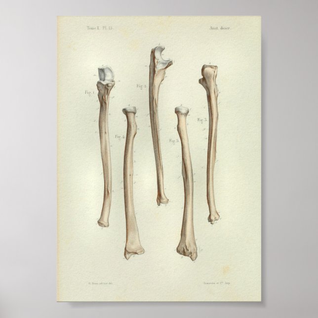 1844 Vintage Anatomy Impressão Radius Ulna (Frente)