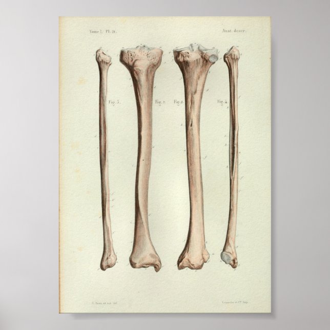 1844 Vintage Anatomy Impressão Tibia Fibula (Frente)