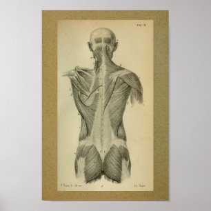 1850 Anatomia Vintage Impressão