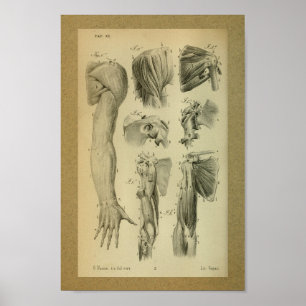 1850 Anatomia Vintage Impressão musculatura do omb
