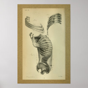 1850 Anatomia Vintage Impressão musculatura do omb