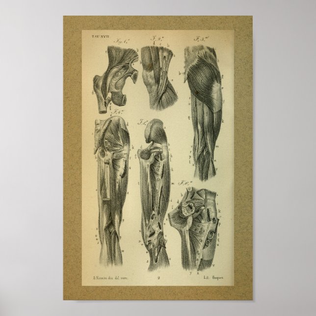 1850 Anatomia Vintage Músculos Impressão (Frente)