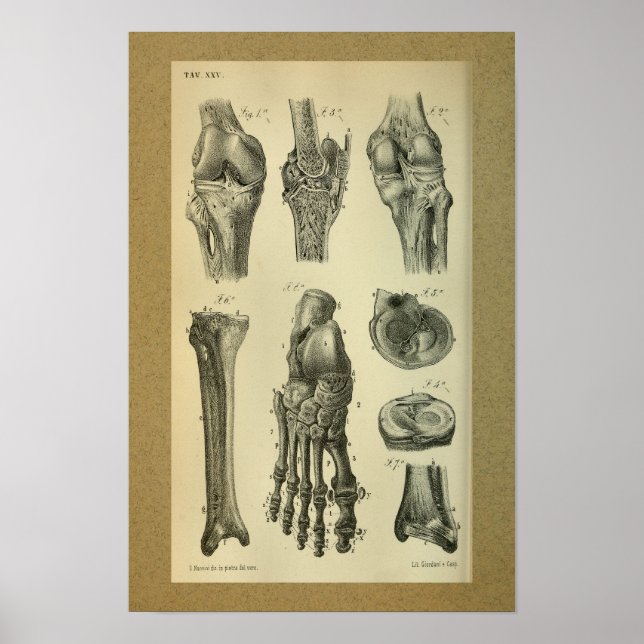 1850 Impressão de Anatomia Vintage (Frente)