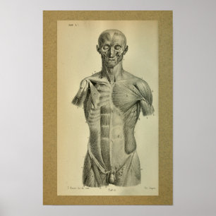 1850 Músculos Impressão de Anatomia Vintage