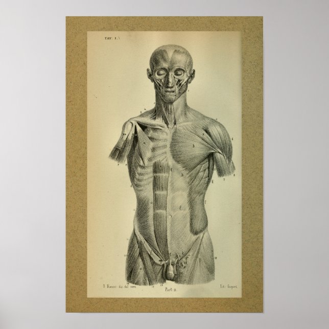 1850 Músculos Impressão de Anatomia Vintage (Frente)