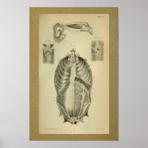 1850 Músculos Impressão de Anatomia Vintage