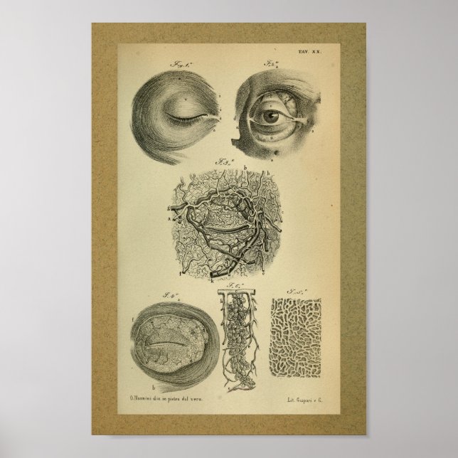 1850 Vintage Anatomy Impressão (Frente)