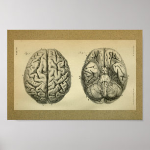 1850 Vintage Anatomy Impressão Brain