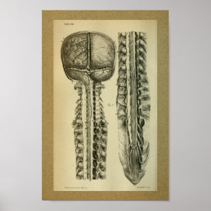 1850 Vintage Anatomy Impressão Cérebro Spine