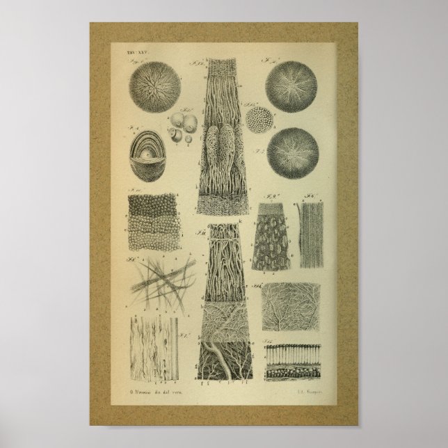 1850 Vintage Anatomy Impressão Olho Interno (Frente)