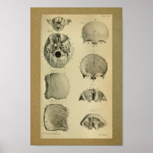 1850 Vintage Anatomy Impressão Skull