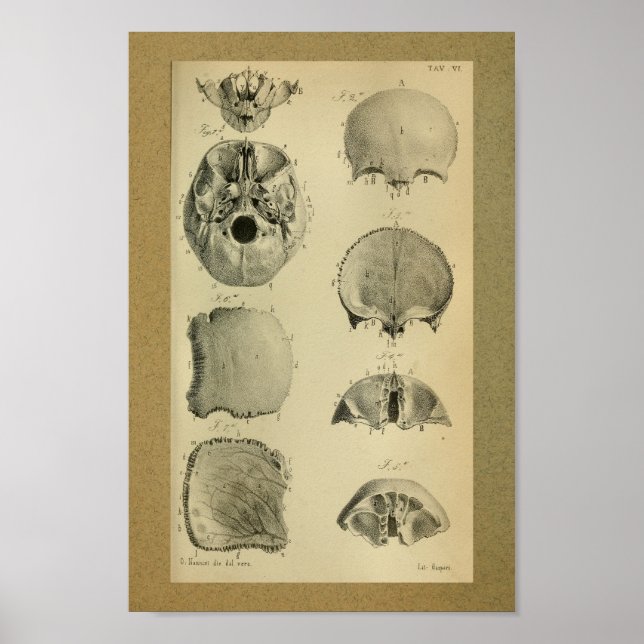1850 Vintage Anatomy Impressão Skull (Frente)