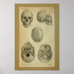 1850 Vintage Anatomy Impressão Skull