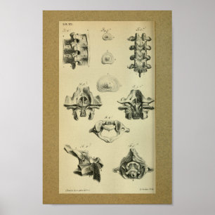 1850 Vintage Anatomy Impressão Vertebrae Spinal