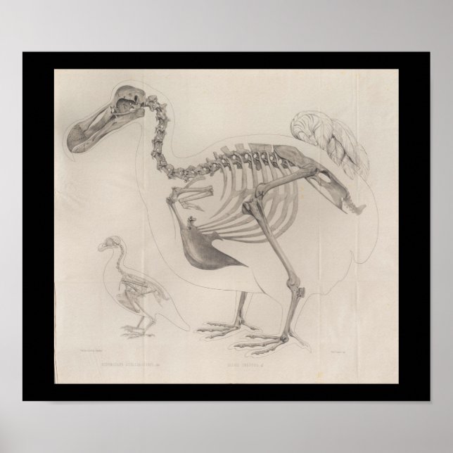 1866 Dodo Bird Skeleton Vintage Impressão (Frente)