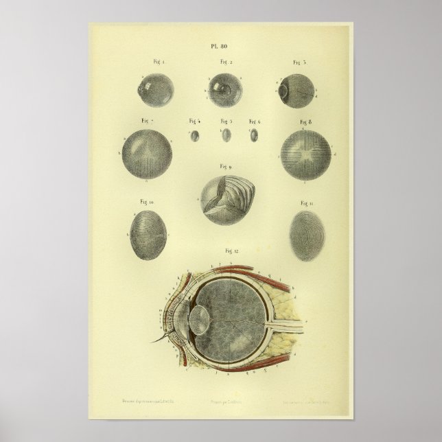 1866 Impressão de Anatomia da Cornea Ocular Humana (Frente)