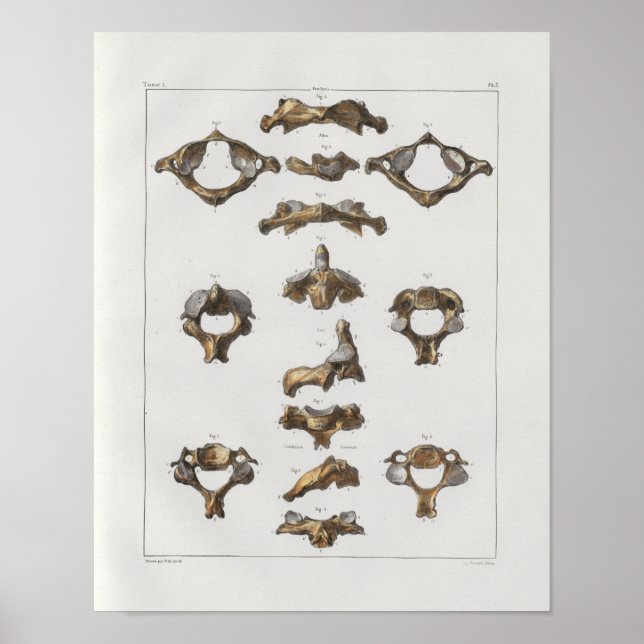 1867 Impressão de Anatomia da Vintagem Vertebrae C (Frente)