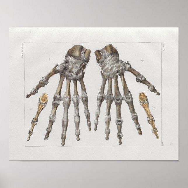 1867 Impressão de Anatomia de Vintagem dos Ossos d (Frente)
