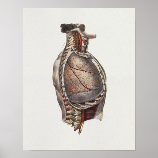 1867 Pulmões Impressão de Anatomia da coluna torác (Frente)