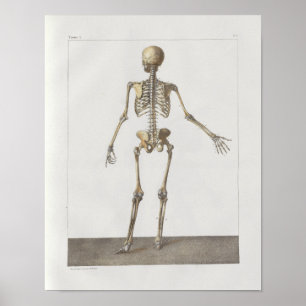 1867 Skeleton Bones Vintage Anatomy Impressão