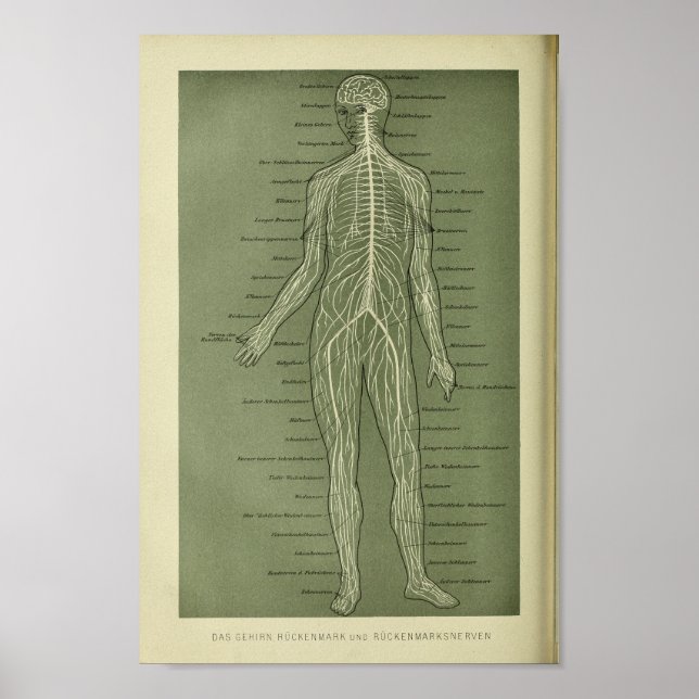 1886 Vintage Human Nerves Anatomy Impressão (Frente)