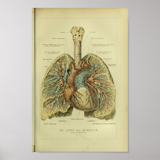 1886 Vintage Impressão de Anatomia nos Pulmões Hum (Frente)