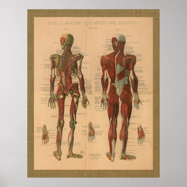 1888 Poster vintage de anatomia do músculo esquelé (Frente)