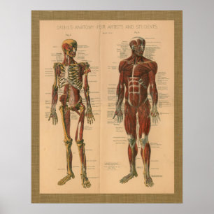 1888 Poster vintage de Anatomia Muscular do Esquel