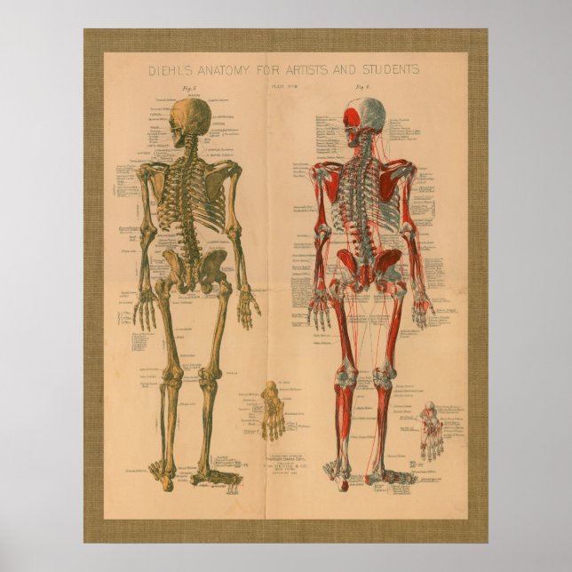 1888 Poster vintage de Anatomia Muscular do Esquel (Frente)