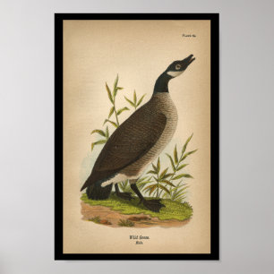1890 Ganso Selvagem de Impressão de aves