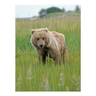 18x24 Foto de Satin de urso pardo