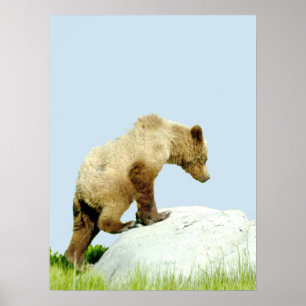 18x24 Papel Poster (Matte) de ursinho