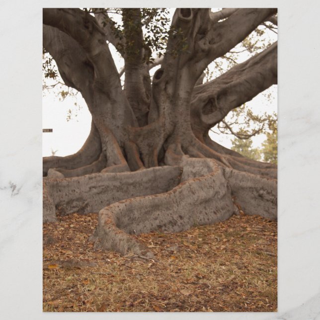 20130615_cal13_0249.jpg (Frente)