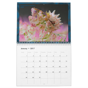 2017 calendário médio/grande de MANTIDFORUM