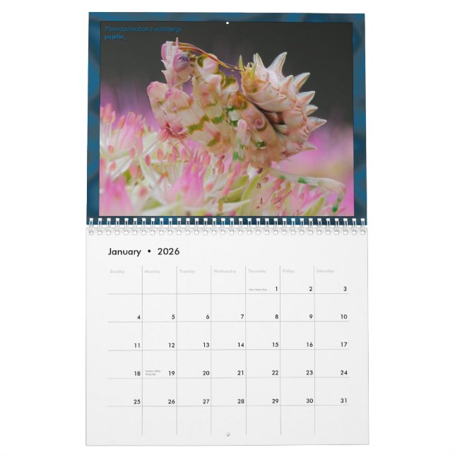 2017 calendário médio/grande de MANTIDFORUM (Jan 2026)