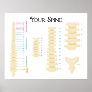 20" x 16", Poster de coluna vertebral