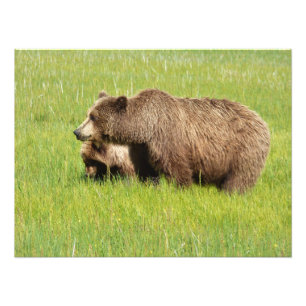 24x18 Foto de Satin de urso e cubo pardo